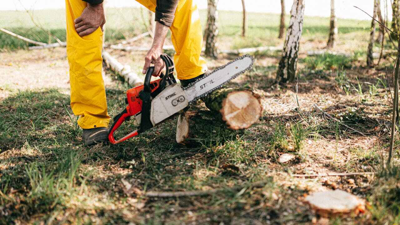 Large Tree Removal in Horizon West, FL